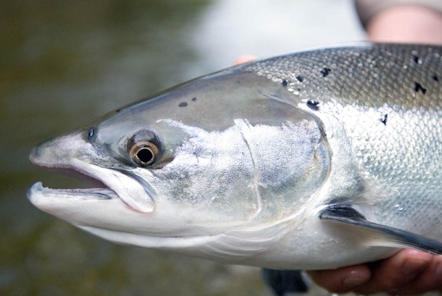 salmone coste scozzesi
