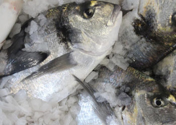 orate di allevamento