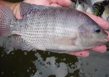 tilapia