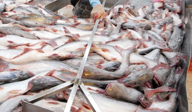 pesce da acquacoltura