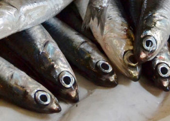 piccoli pelagici Adriatico