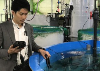 Impianto pilota per il salmone di FRD in Giappone nella città di Kisarazu.
Foto: FRD Giappone