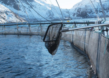 acquacoltura salmone