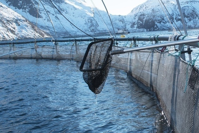 acquacoltura salmone