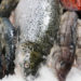 venerdi pesce prezzi prodotti ittici