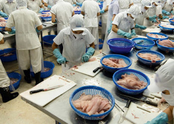 Il Vietnam è il più grande fornitore di pangasio del mondo