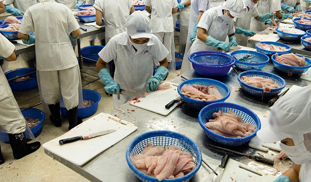 Il Vietnam è il più grande fornitore di pangasio del mondo