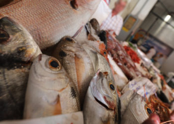 pesca eccessiva e cambiamento climatico causano l'impoverimento dei mari