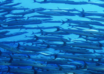 Progetto BluFish - MSC