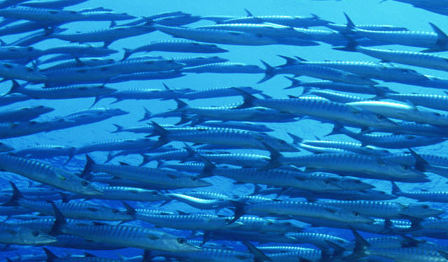 Progetto BluFish - MSC