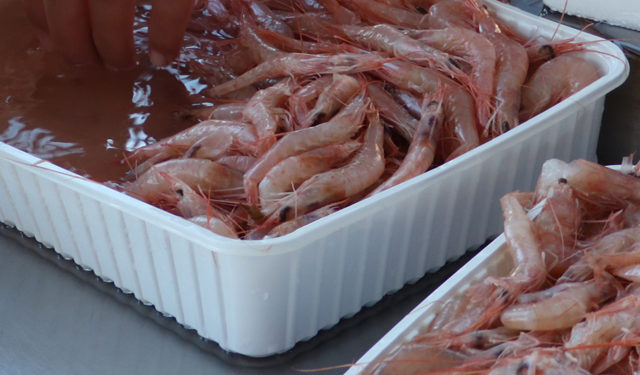 Pesca stretto di Messina