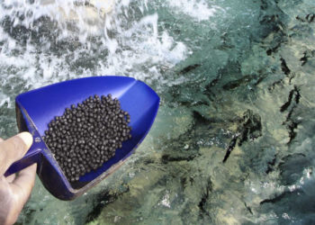 Pesce foraggio da pesca sostenibile