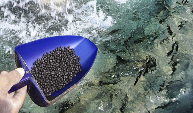 Pesce foraggio da pesca sostenibile