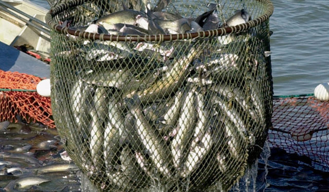 Comunicazione mirata nel settore dell'acquacoltura per ridurre perplessità del consumatore