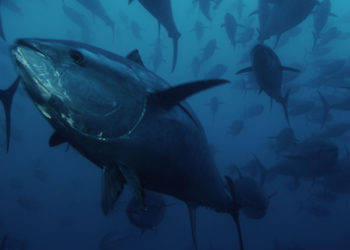 Il WWF boccia la decisone dell'ICCAT su quote tonno rosso