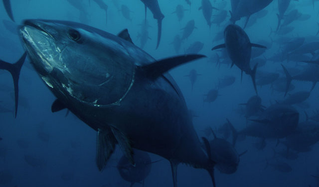 Il WWF boccia la decisone dell'ICCAT su quote tonno rosso