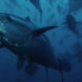 Il WWF boccia la decisone dell'ICCAT su quote tonno rosso