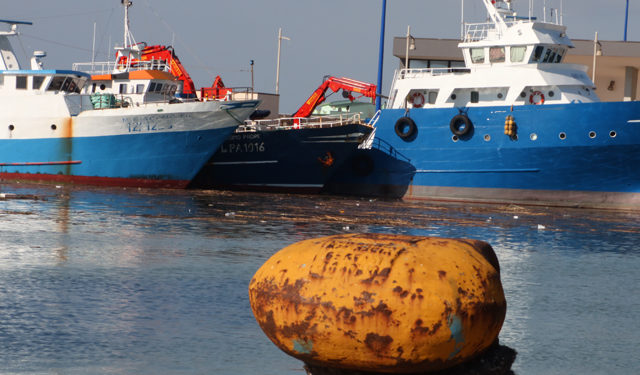 Il mercato del pesce secondo Greenpeace