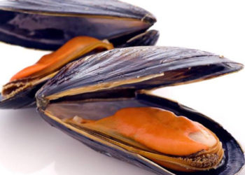 Progetto Blueshell studia utilizzo dei sottoprodotti dei frutti di mare