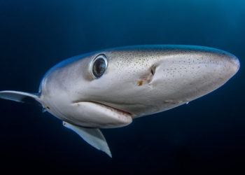 WWF. Progetto per salvare gli squali