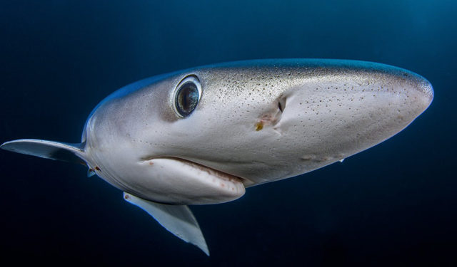 WWF. Progetto per salvare gli squali