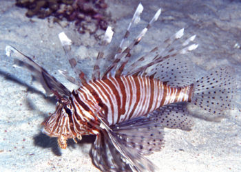AlienFish - Pterois miles