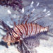 AlienFish - Pterois miles