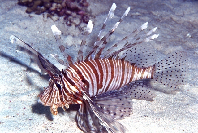 AlienFish - Pterois miles