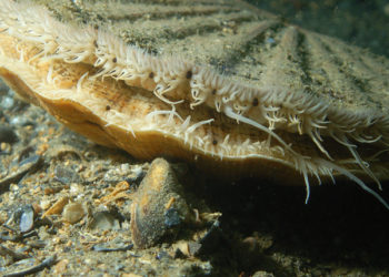 Capesante (Pecten maximus)