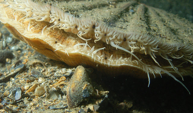 Capesante (Pecten maximus)