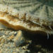 Capesante (Pecten maximus)