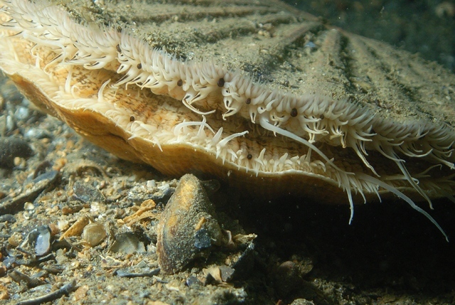 Capesante (Pecten maximus)