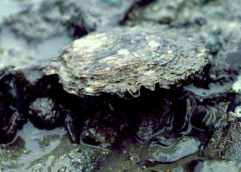 Ostrea edulis 