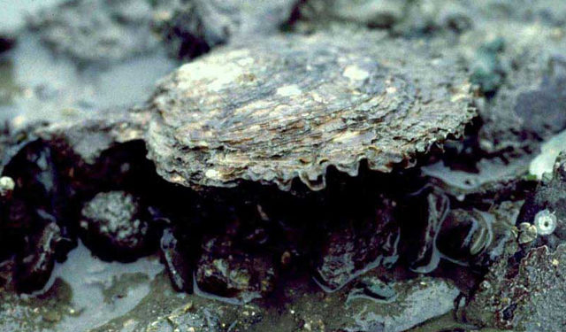 Ostrea edulis 