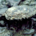 Ostrea edulis 