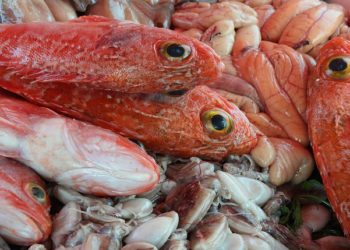 Pesca e acquacoltura nell'annuale "Il mercato ittico dell'UE"