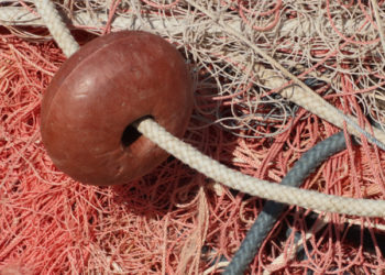 Politica comune della pesca  - WWF