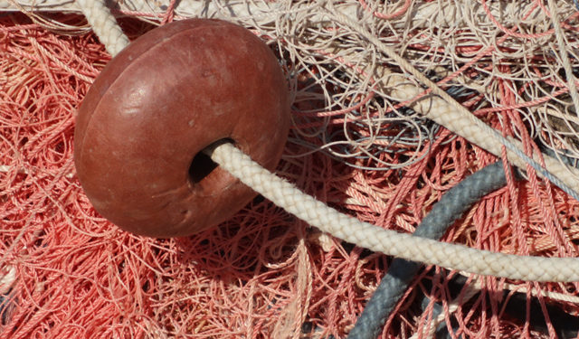 Politica comune della pesca  - WWF