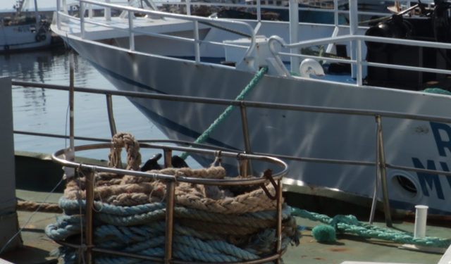 Settore pesca UNCI Agroalimentare