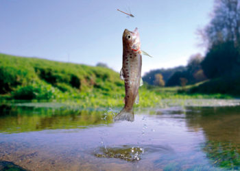 Trota nutrita a insetti - insect fed