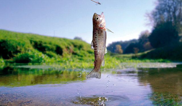 Trota nutrita a insetti - insect fed
