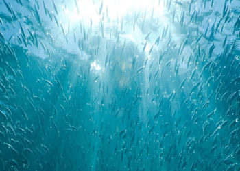 Acciughe. Pesca in Perù