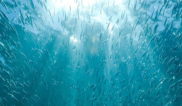 Acciughe. Pesca in Perù