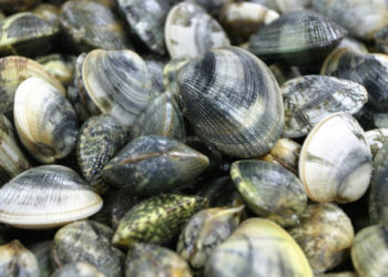 Acquacoltura. L'Italia è il principale produttore di vongole