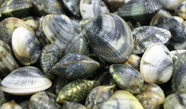 Acquacoltura. L'Italia è il principale produttore di vongole