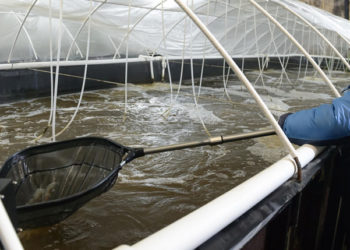 acquacoltura in Russia