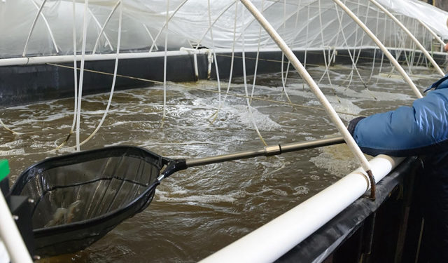 acquacoltura in Russia