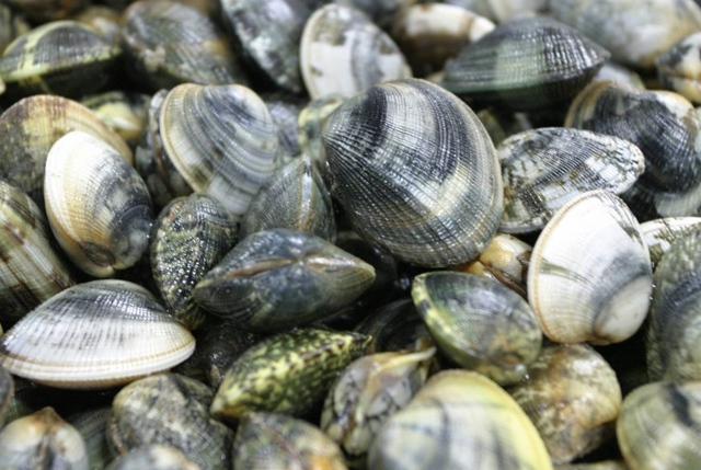 Acquacoltura. L'Italia è il principale produttore di vongole