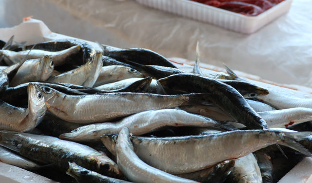 Incremento del pescato in Italia