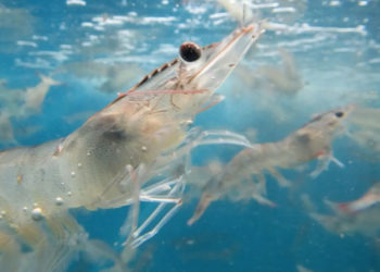 piscicoltura su terraferma